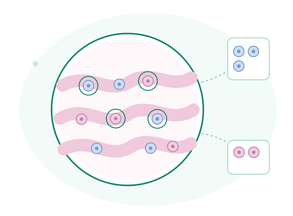 AI pathology image analysis: cells within tissue sample