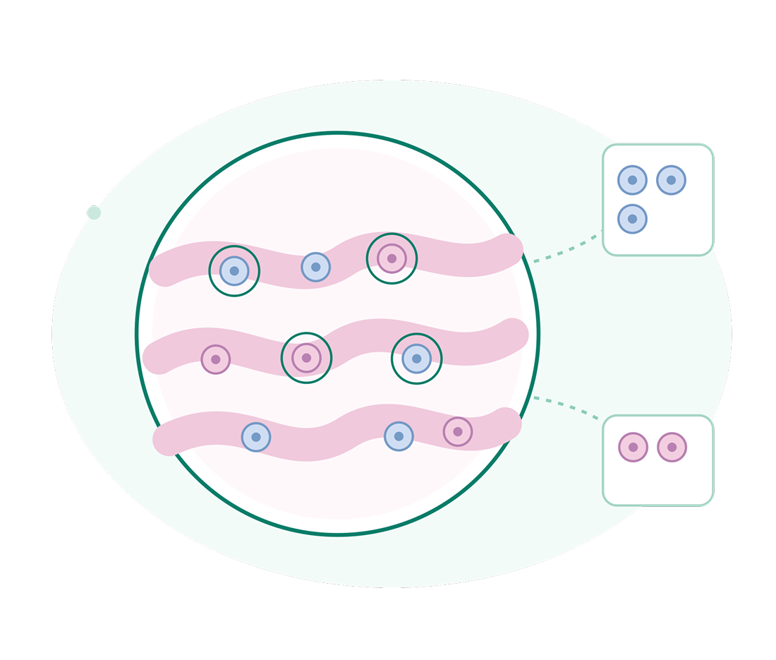 Illustration of three wavy pink chromosome strands with blue and purple markers inside a circular cell diagram, linked to matching marker groups; clean, educational tone.